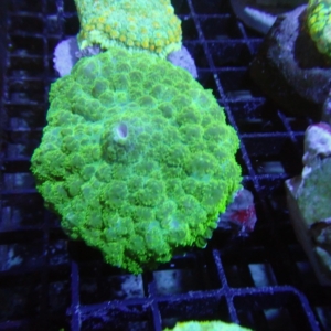 Mushroom