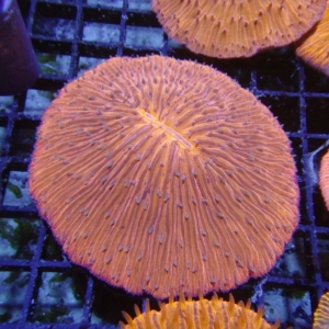 Plate Coral