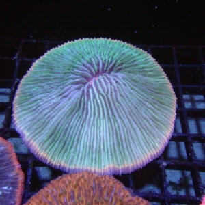 Plate Coral