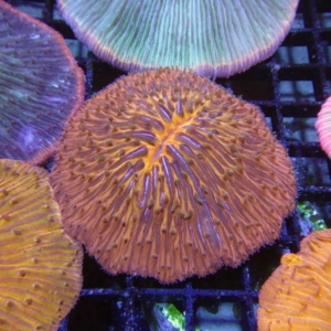 Plate Coral