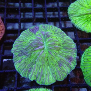 Plate Coral