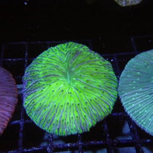 Plate Coral