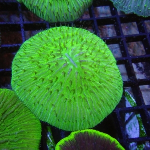 Plate Coral