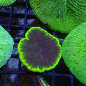 Plate Coral