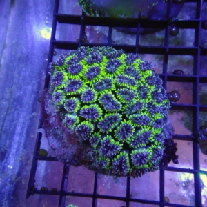 Galaxea