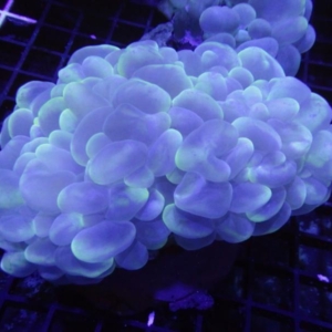 Bubble Coral