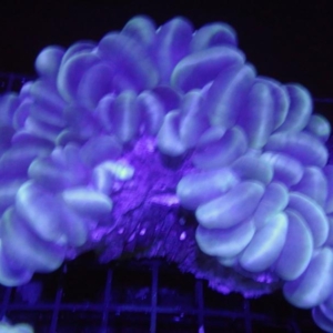 Bubble Coral