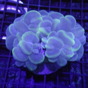Bubble Coral