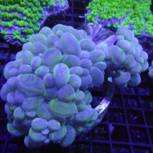 Bubble Coral