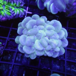 Bubble Coral