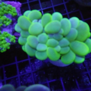 Bubble Coral