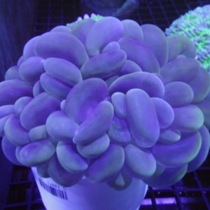 Bubble Coral