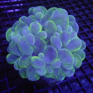 Bubble Coral
