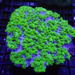 Pearl Coral
