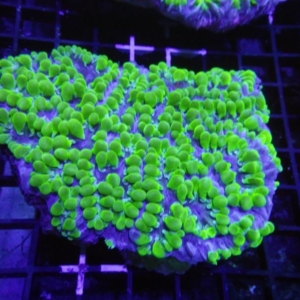 Pearl Coral