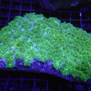 Pearl Coral