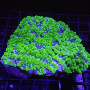 Pearl Coral