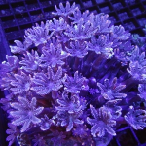 Clove Polyp