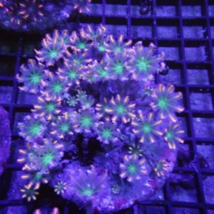 Clove Polyp
