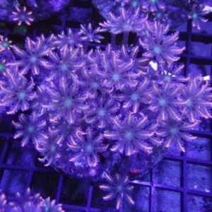 Clove Polyp