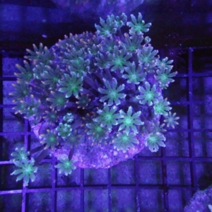 Clove Polyp