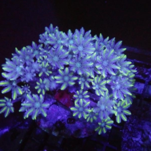 Clove Polyp