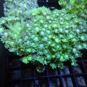 Green Goniopora