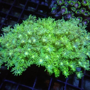 Green Goniopora