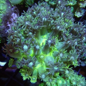 Green Goniopora