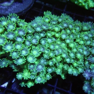 Green Goniopora