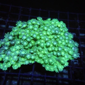 Green Goniopora