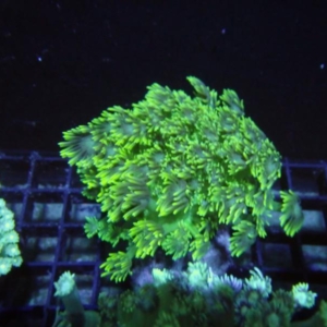 Green Goniopora