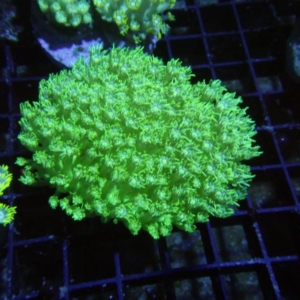 Green Goniopora