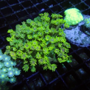 Green Goniopora