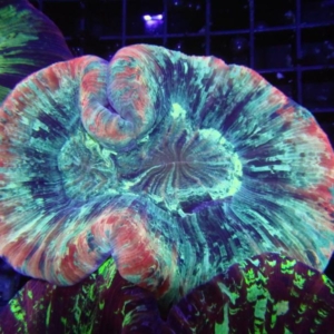 Trachyphyllia