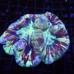 Trachyphyllia