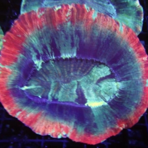 Trachyphyllia