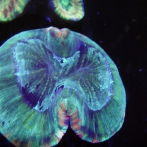 Trachyphyllia