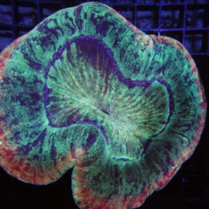 Trachyphyllia