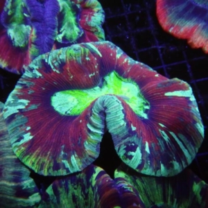 Trachyphyllia