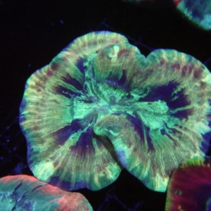 Trachyphyllia