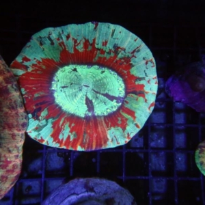 Trachyphyllia