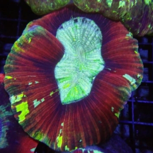 Trachyphyllia