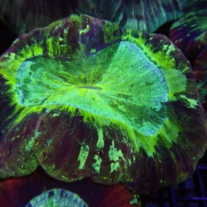 Trachyphyllia