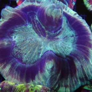 Trachyphyllia