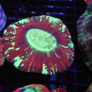 Trachyphyllia