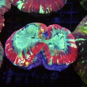 Trachyphyllia
