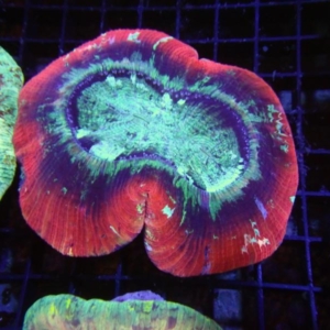 Trachyphyllia