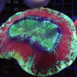 Trachyphyllia
