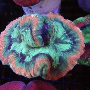 Trachyphyllia